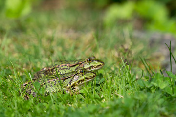 Two green european green frogs sitting in the grass of a lawn facing right with focus on the closest