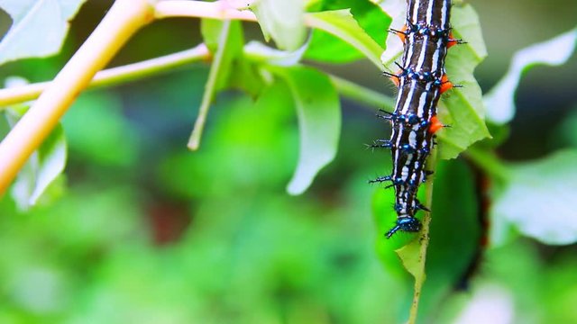 caterpillar worm striped blue - black and white Walking eat on leaf  (Eupterote testacea, Hairy caterpillar) select focus with shallow depth of field