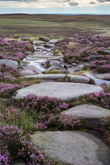 Moorland heather