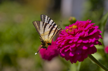 butterfly