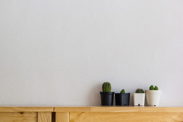 Many cactus on wood table on white wall background. Copy space.