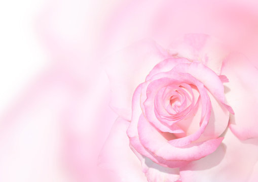 Banner with pink rose