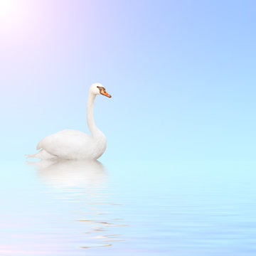 Mute swan on blue water