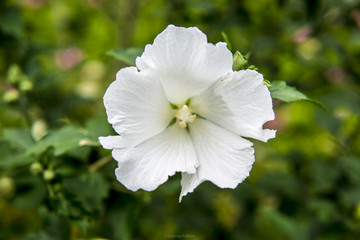 White flower