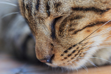 Close up of a sleeping Thai cat's face.