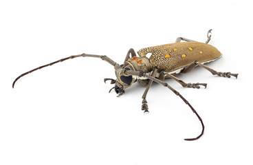 Long horn beetle on white background