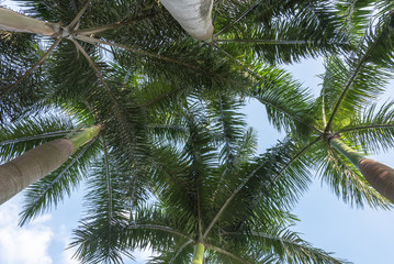 Fototapety  Niski kąt widzenia palmy kokosowej z nieba.