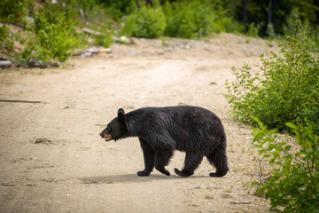 Fototapeta premium Black Bear crossing a road in forests of Banff National Park, Canada