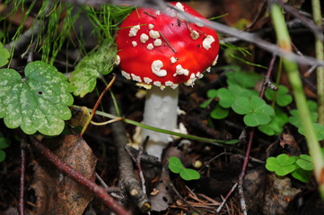 Red mushroom