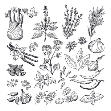 Sketch illustrations of spices and herbs. Vintage hand drawn vector pictures