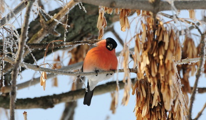 Winter bird