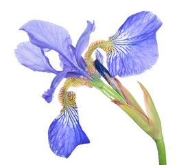 blue iris one bloom isolated on white