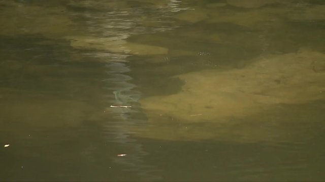A big bite of largemouth bass. After staring a lure with much interest, finally the largemouth bass biting the lure .