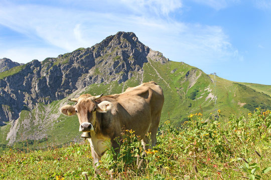 Kuh in den Allgäuer Alpen - Fellhorn