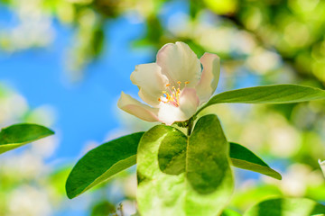 Obraz premium close-up of quince flower