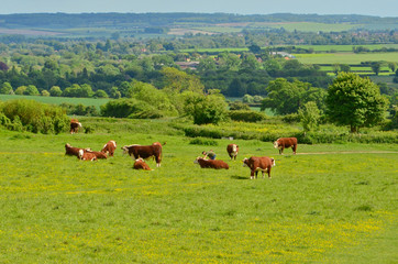 Naklejka na ściany i meble cows on grass in sunny day