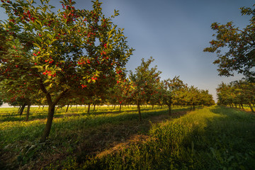 Fototapeta premium Ripening cherries on orchard tree