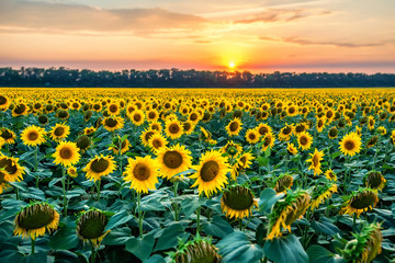 Obraz premium Field of sunflowers during sunset