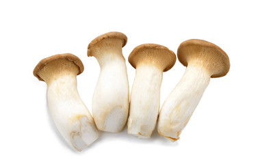 mushroom eryngii on white background