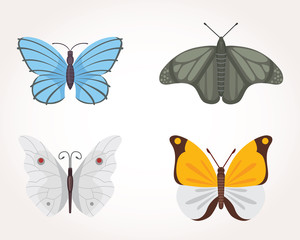 set of colorful Butterfly Vector Design Illustration. summer insect