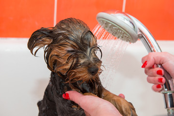 Wet Yorkshire Terrier Puppy While Wash