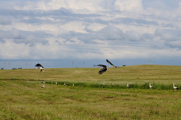 Fototapeta premium feeding storks