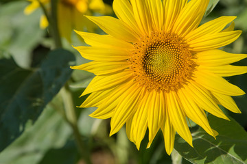 Sunflower on the field