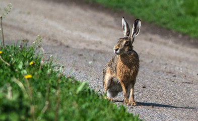 European hare on the road