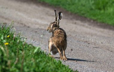 European hare on the road © Premium_art