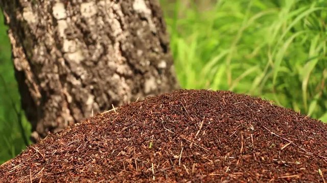 Great number of ants Formica rufa  scurry on top of anthill in birch forest on the green grass background. panning. Closeup. 