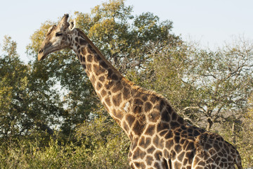 Animal giraffe in the wild, against the sky, trees