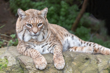 Fototapeta na wymiar Bobcat (Lynx rufus californicus) resting on a rock and posing. Santa Clara County, California, USA.