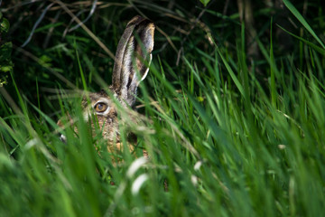 European hare hidden in grass