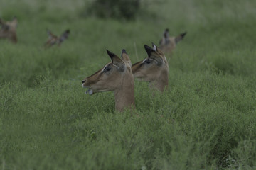Impala alert for any dangerous noises