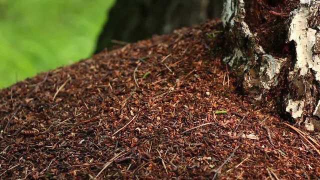 Sluggish morning ants Formica rufa  crowd on top of anthill in first sunlight in birch forest. Lockdown. Closeup. 