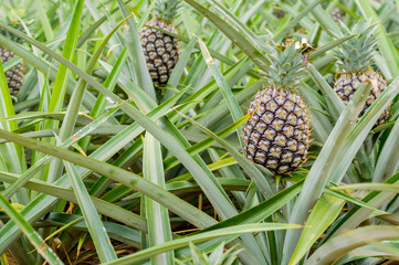 Pineapple tropical fruit growing in a plantation field