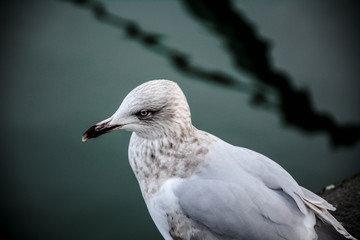 Ave en muelle de rio Liffey