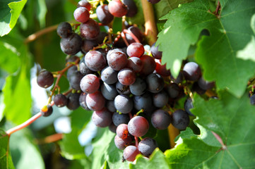 Wein Weintraube Rebstock Weinhang Weinanbau