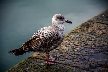 Ave en un muelle