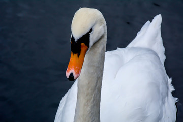 Obraz premium Cisne elegante