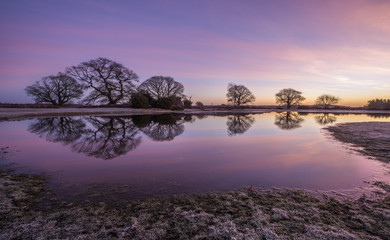 Mogshade Hill in the New Forest.