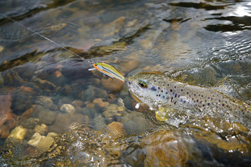 Brown trout catch with swimmer