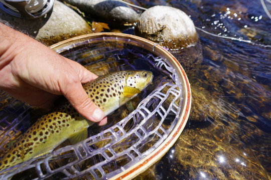 Close-up brown trout fly catch
