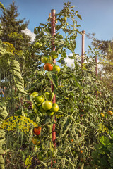 Heranreifende Tomaten im heimischen Garten