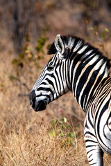 Fototapeta na wymiar Animal zebra in the wild, landscape.