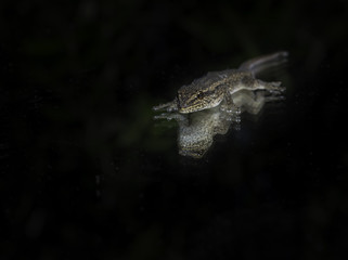 Lizard coming out of the dark