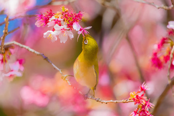 The Japanese White-eye.The background is cherry blossoms. Located in Tokyo Prefecture Japan.