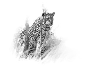 Artistic, black and white photo of  African Leopard, Panthera pardus, isolated on white background...