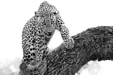 Black and white photo, Sri Lankan leopard, Panthera pardus kotiya, isolated on white background...