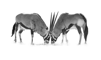 Fototapeta na wymiar Artistic, black and white photo of Gemsbok, Oryx gazella, two males fighting for dominance. Heavy fight with bloody traces on their body. Kgalagadi reserve, Kalahari, South Africa.